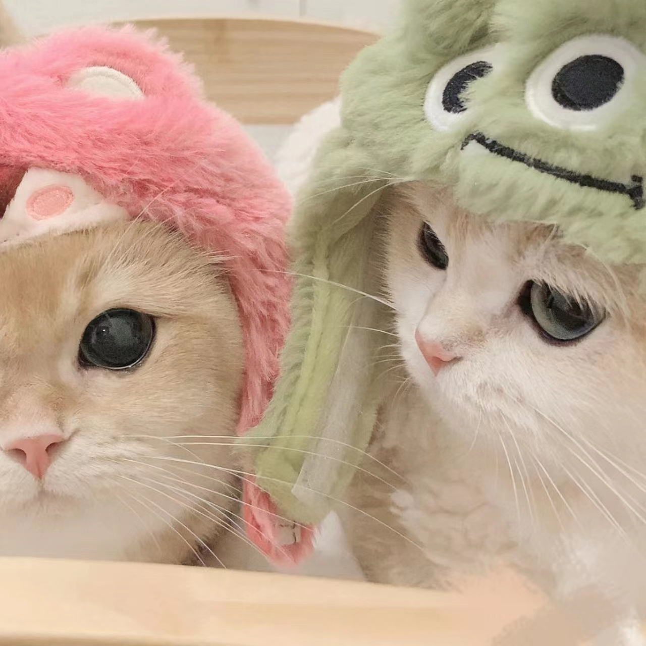 蓝莓小视频最新版